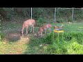 Whitetail Deer Triplets Beautiful a￼nd Rare @ The Hillbilly Hoarder