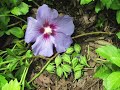 Rose Of Sharon: not just a lovely shrub-- it's edible too!
