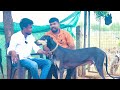 உண்மையாகவே 500 ரூபாய்தான் | Rajapalayam dogs for sale | Dog kennel |Edison vlogs