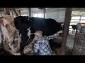 New heifers!! Morning milking on our 70 cow dairy farm…