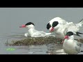 Nature of Russia. Caspian tern. Delta of the Selenga. A colony of seagulls.