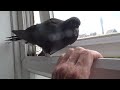 Piggy My New Pigeon - Part 13