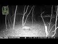 The Wandering Pheasant - Wildlife Camera Showdown – Coolife Bst880 vs. Izeeker Ig400