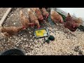 filmed with DJI pocket 3, my chickens get 2 Emu eggs for dinner