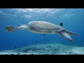 Underwater | Water Sounds & Beautiful Relaxing Music for Sleep, Relaxation and Meditation