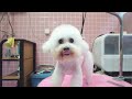 2024 Chó Phốc Sóc Mini 😍 Funny and Cute Pomeranian 😺🐶 | cute animals76