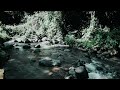 9 Hours of Relaxing River Sounds - Flowing Water and Forest Creek Ambience