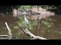 Great blue heron at Wolf Trap pond.