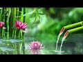 Relaxing Zen Music 24/7 - Bamboo, Relaxing Music, Meditation Music, Peaceful Music, Nature Sounds