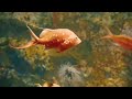 Acuario VIDEO 4K 🐠 Hermosos Peces de Arrecife de Coral - Música Relajante Para Dormir y Meditar #4