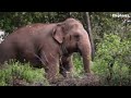 The wild elephant breaks the gate and jumps into the road ගේට්ටුව පෙරළයි Elephant soul
