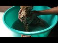 Persian Cat took Bath for the First time in his Life | Wildly Indian