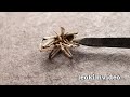 Redback Spider Roundup Funnel Web Spider Found February 2023 Horror Show EDUCATIONAL VIDEO