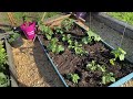 Easy Homemade Organic fertilizer for Cucumbers