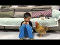 How do hens and kittens react when children cry? 😅Cute and interesting animal video