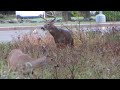 Whitetail Buck