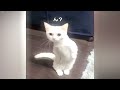 IMPOSSIBLE TRY NOT TO LAUGH 😹🤣 Funny Animal Videos 2024 🐕😻