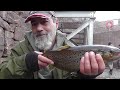 Late Fall Brown Trout Fishing Ontario Tributaries 2014