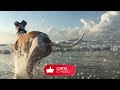 FUNNY DOG VIDEOS -  TRY NOT TO LAUGH! WHIPPET