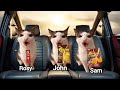 Cats Road trip  Compilation | Cat Memes | Storylliant