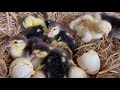 Muscovy Egg to Duckling| Muscovy Duck| Egg to Duckling| Duckling| Village Farm| Andhra Pradesh