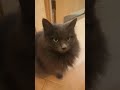 my cutest cat is hungry🙀#today #highlight #kazakhstan #catlover #catvideos