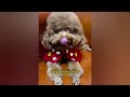 YOU LAUGH YOU LOSE😿🐶Best Funny Animals Video 2024😜