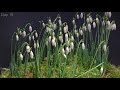 Snowdrops Blooming Time Lapse (12 Days in 1 Minute)