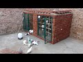 How to make small Pigeon Colony in your home In 2020 & 2021