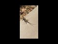 Texas Spiny Lizard, Central Texas - late Spring 2014