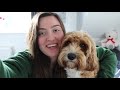 What to Expect when you're Expecting a (Cavapoo) Puppy