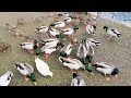 AMAZING FRIENDLY Ducks Eating Out of MY HAND in WELTON  EAST YORKSHIRE 😎