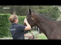 COOLMORE Stud - 2024 INGLIS EASTER YEARLING SALE PREVIEW