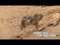 Super cute baby Meerkats playing and chasing eachother at Blijdorp