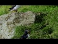 Puffins Pick the Perfect Home