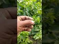 Potato cultivated (name = jyoti,, Hemangeni,,, Chandro mukhi)