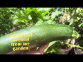 Harvesting COURGETTES/ZUCCHINI from my Kitchen Garden 2024