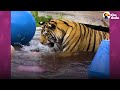 A Year In The Life Of A Baby Tiger  | The Dodo Little But Fierce