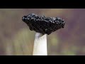 Shaggy Inkcap fungi time-lapse - UHD 4K