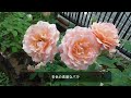 【バラの庭】強くて可愛いロサオリエンティスのバラ