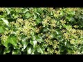 Honey Bees on Ivy Flowers - Sunday 8 October 2023