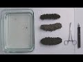 Sea Cucumbers: Earthworms of the Sea