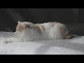 (Cat Cam) LOFI cat - Chill Beats | Relax, Study, Sleep - Sleepy Cat Music