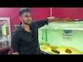 Feeding all my fishes | fish room tour Tamil | best feed for arowana gar Catfish  | coimbatore