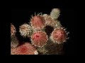 The Secret Life Of Plants (Nature Documentary) | Wild America | Real Wild