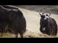 ДИКИЙ ЯК - огромный и очень агрессивный бык-скалолаз с шерстью козла и большими рогами!