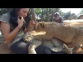 #1 Best Cute Baby Lion Cubs Compilation ADORABLE!!
