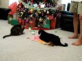 Christmas 2015 - Girls Love Their Presents - Catnip Kicks In!