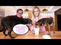 Letting Our Dogs Eat Only Fast Food For 24 Hours Challenge! Pawzam Dog