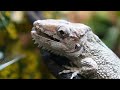 How to set up a cuban false chameleon | an easy set up for an incredible lizard